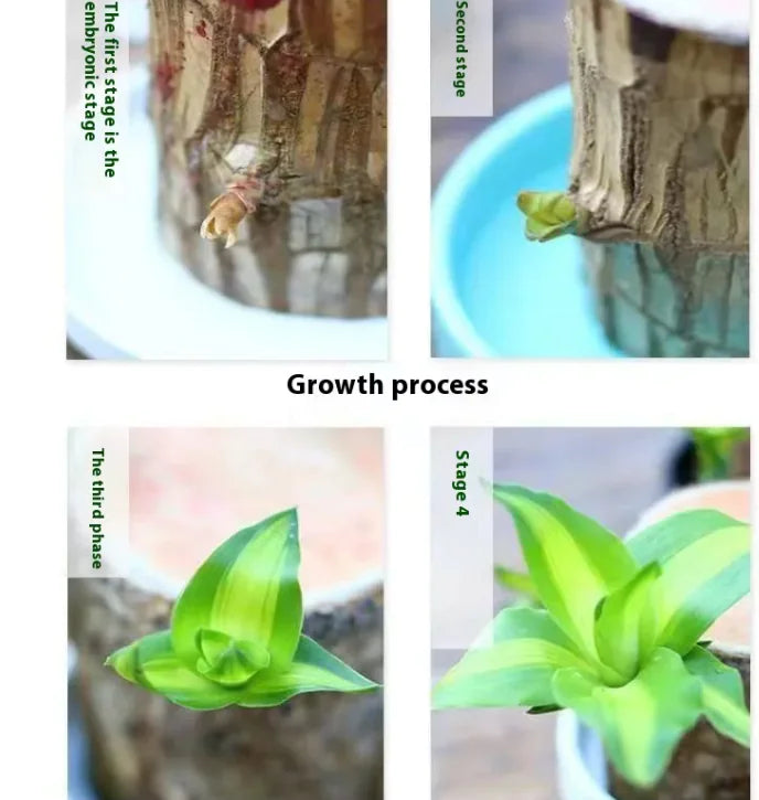 Plant Holder