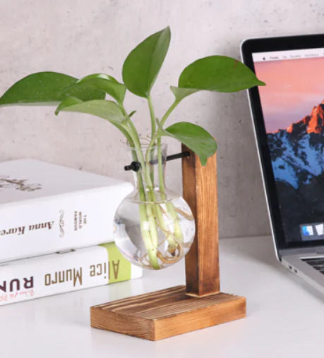 Creative Transparent Plant Medium Wooden Stand with Hydroponic Container