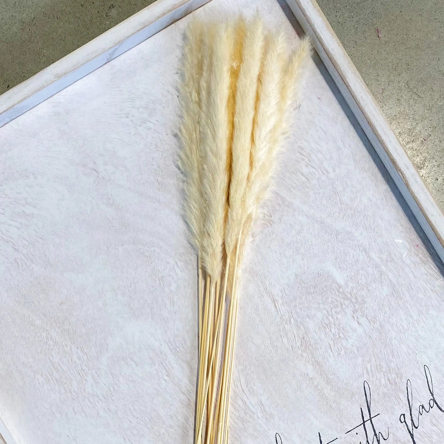 Floriva Preserved Flowers - Pampas