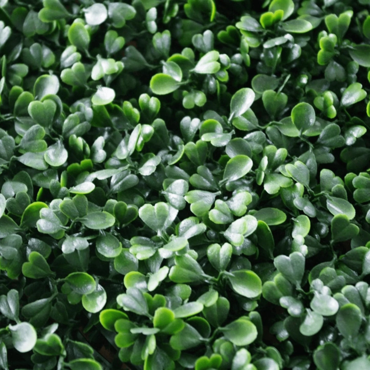 Eternal Green Boxwood Panel 40x40