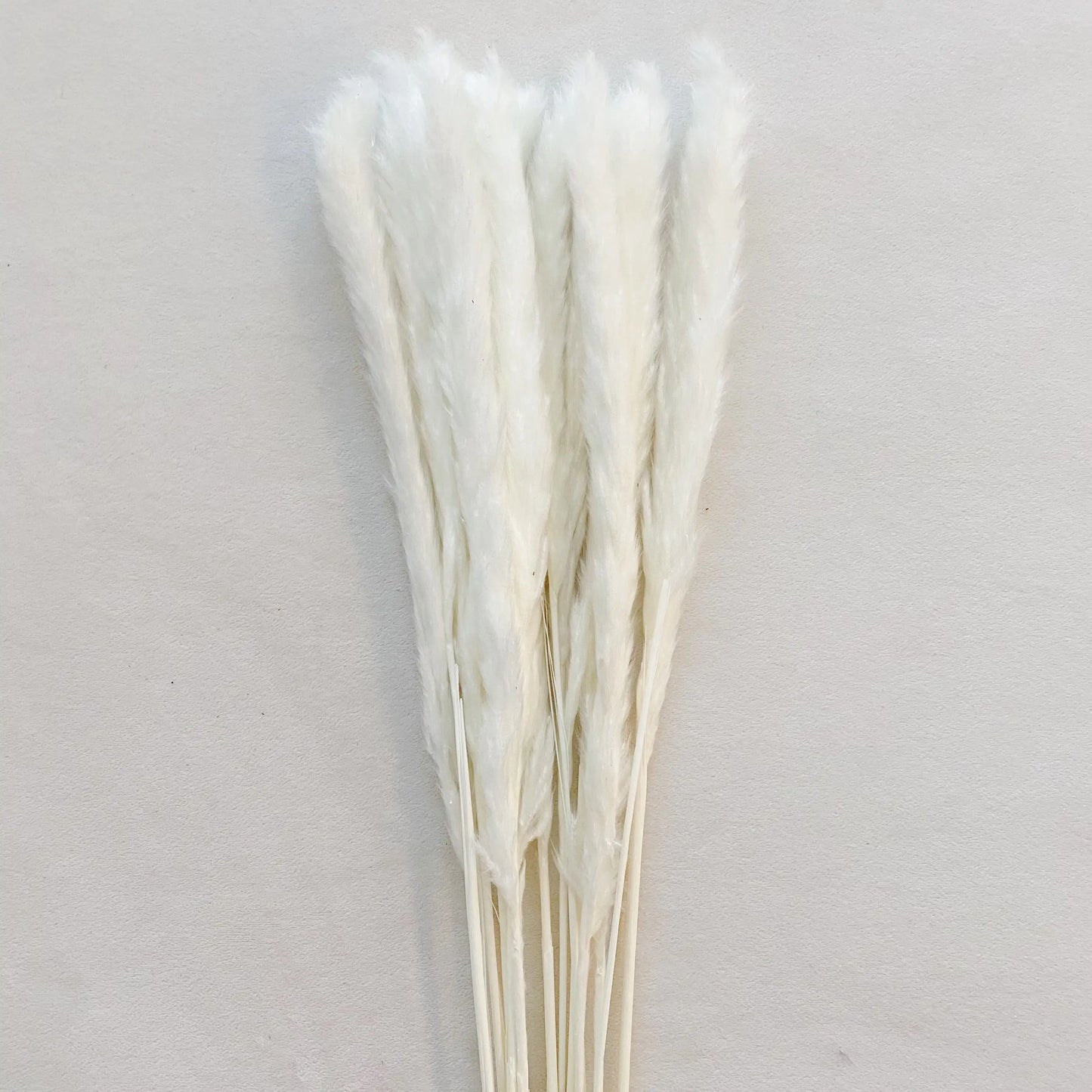 Floriva Preserved Flowers - Pampas