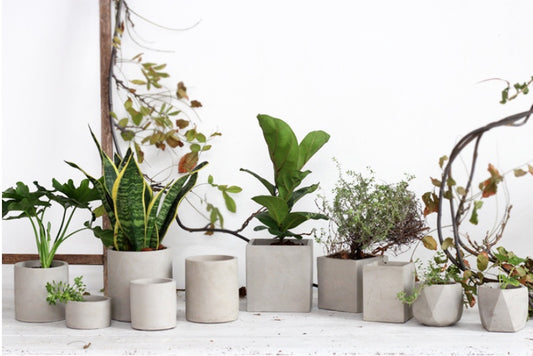 Creative Cement Planter for Succulents