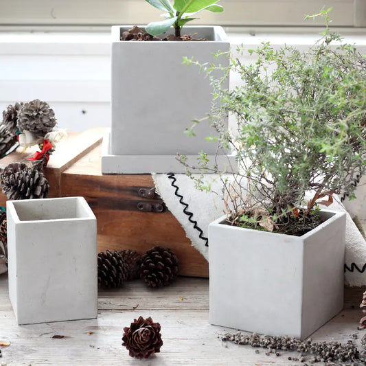 Creative Cement Planter for Succulents