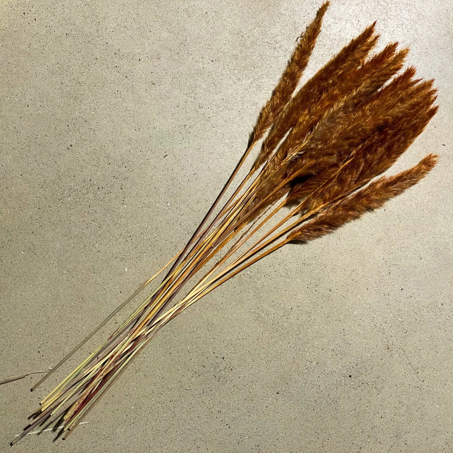 Floriva Preserved Flowers - Pampas