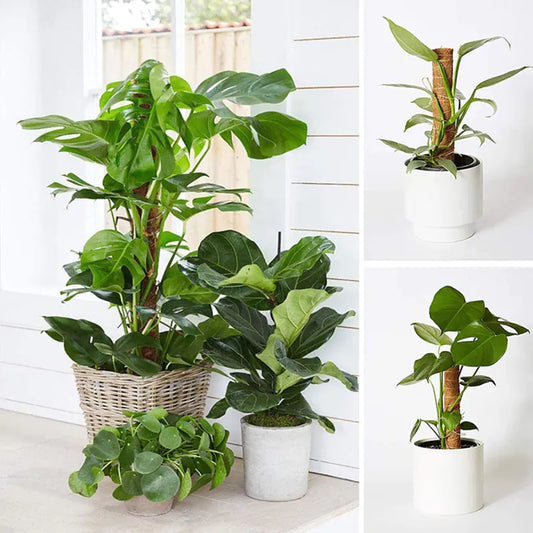 Handmade Moss Pole for Climbing Plants and Monstera