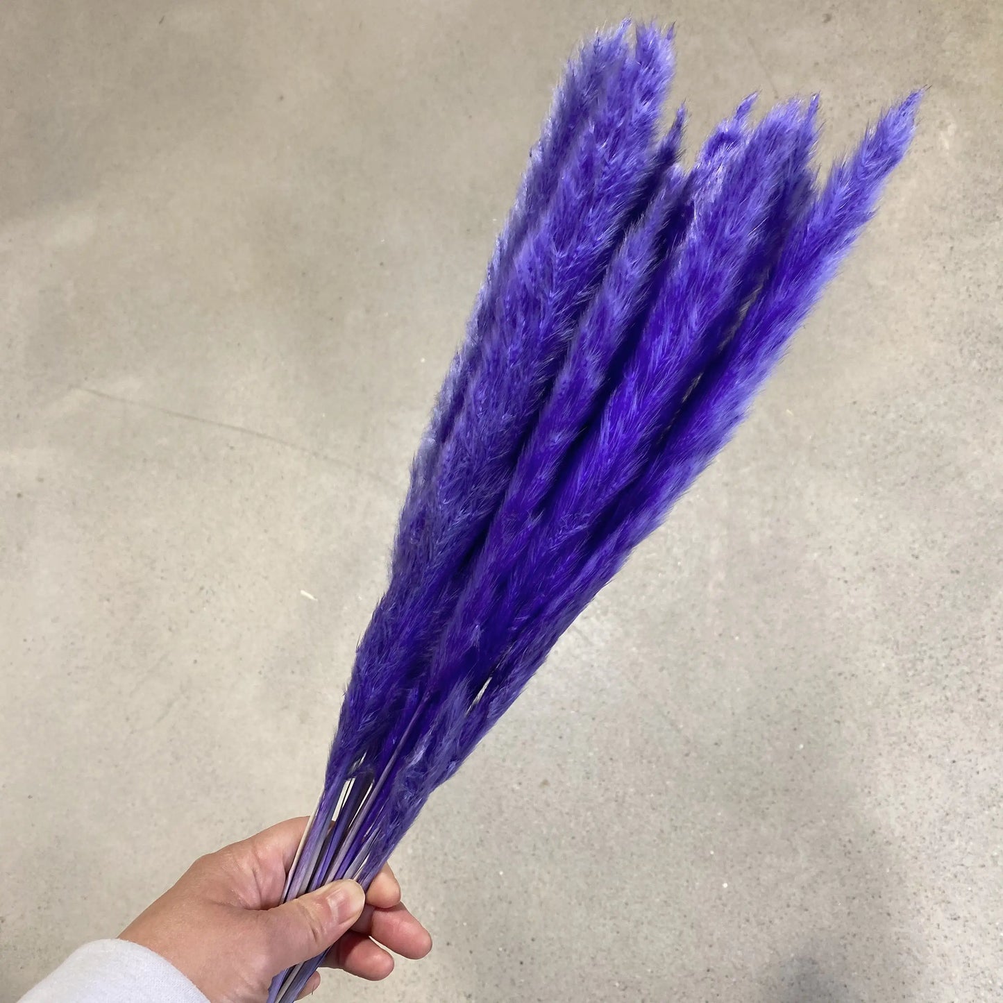 Floriva Preserved Flowers - Pampas