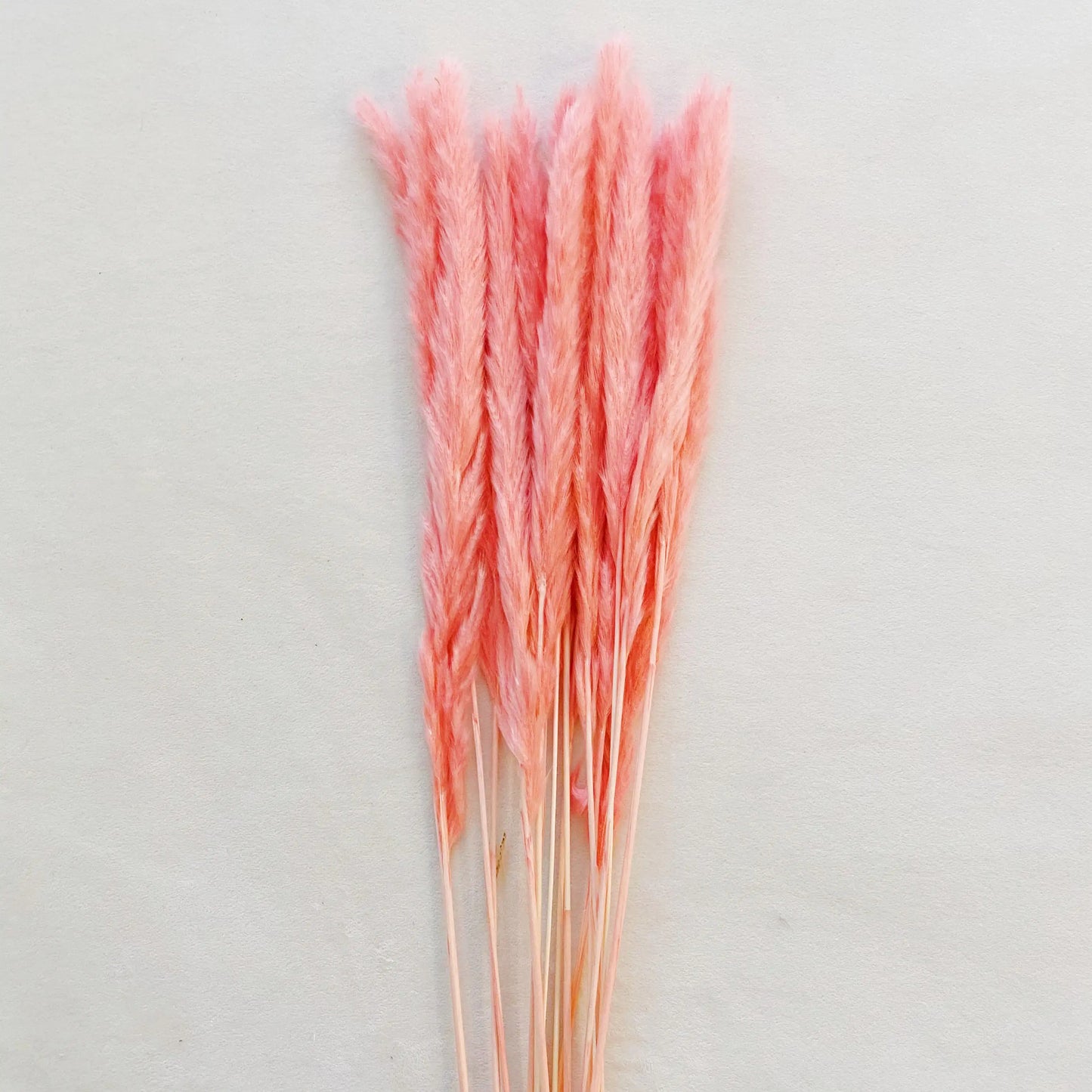 Floriva Preserved Flowers - Pampas