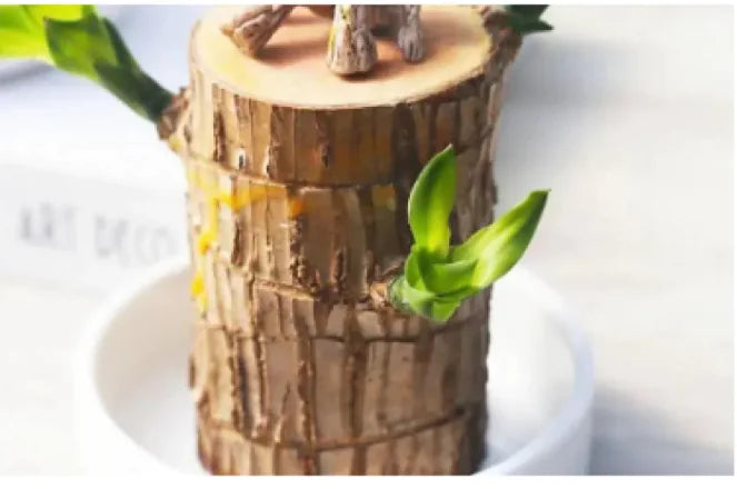 Plant Holder