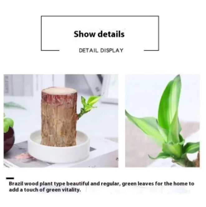 Plant Holder