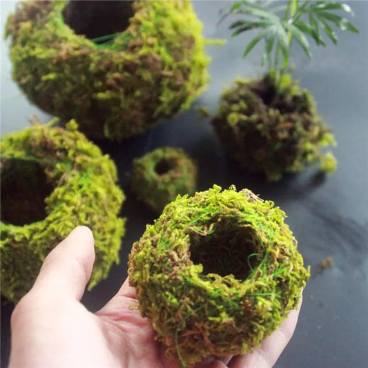 Moss Ball Planter for Home Decor and Gardening