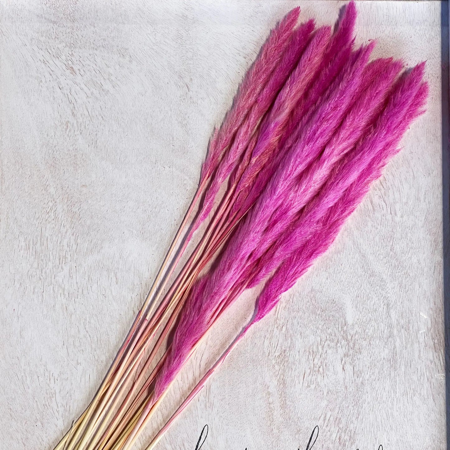 Floriva Preserved Flowers - Pampas