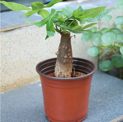 Durable Plastic Two-Color Seedling Pots and Trays