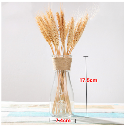 Creative Glass Vase for Home Decor with Plants