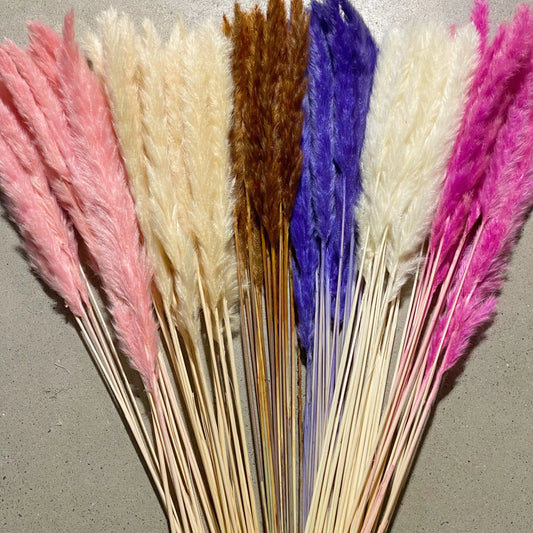 Floriva Preserved Flowers - Pampas