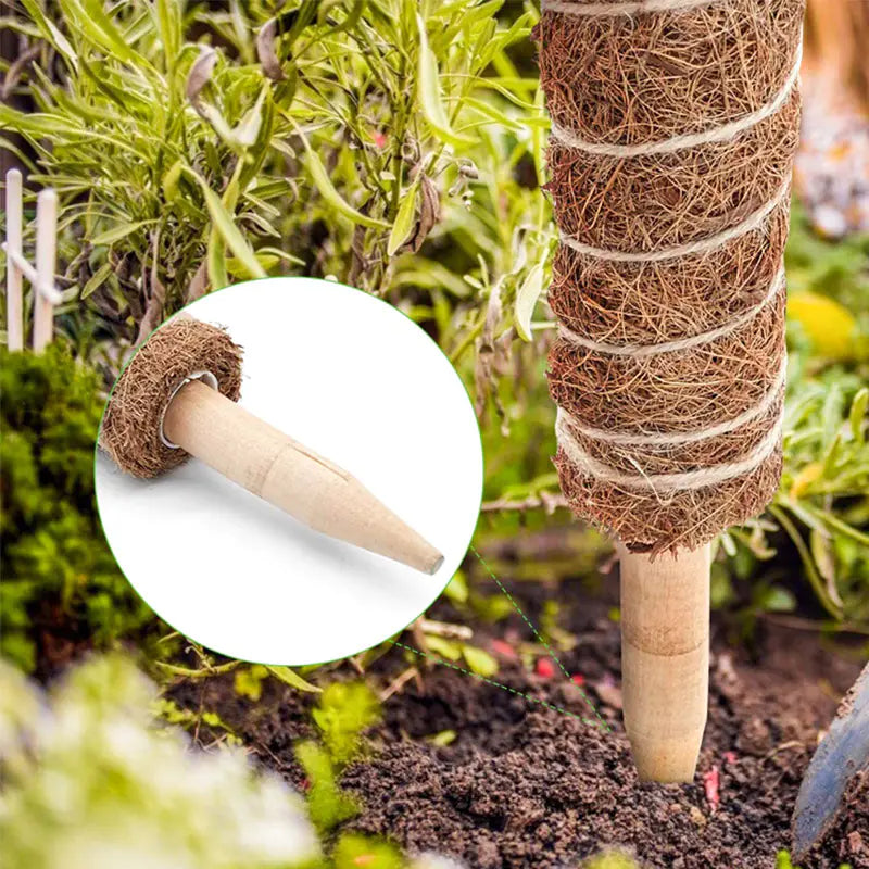 Handmade Moss Pole for Climbing Plants and Monstera