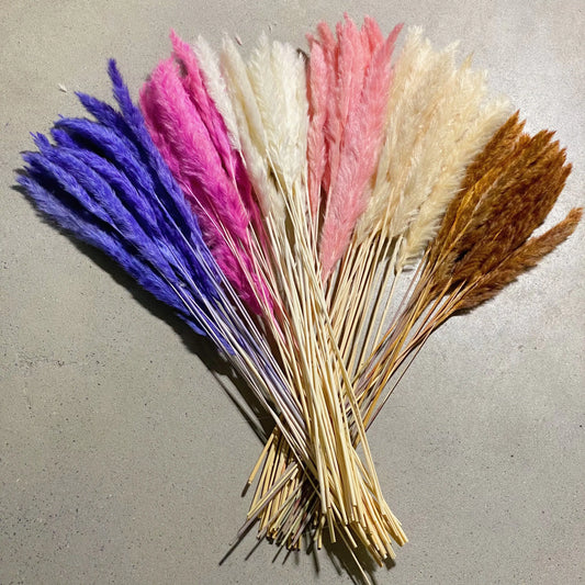 Floriva Preserved Flowers - Pampas