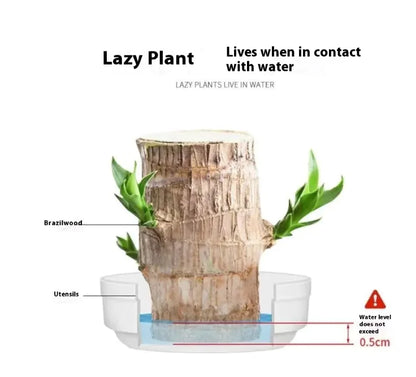 Plant Holder