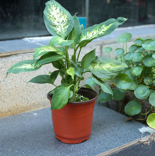 Durable Plastic Two-Color Seedling Pots and Trays