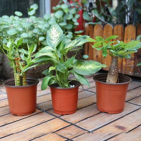Durable Plastic Two-Color Seedling Pots and Trays