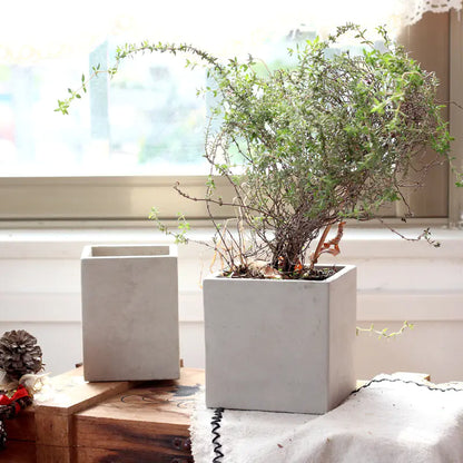 Creative Cement Planter for Succulents