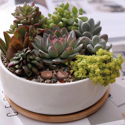 Chic Ceramic Pot