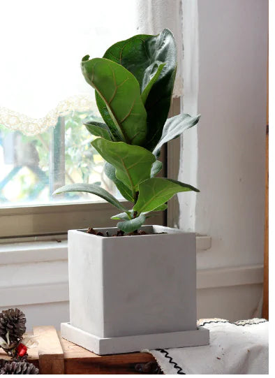 Creative Cement Planter for Succulents