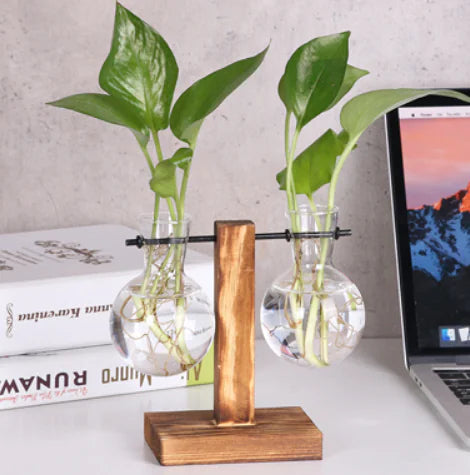 Creative Transparent Plant Medium Wooden Stand with Hydroponic Container