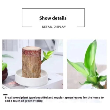 Plant Holder