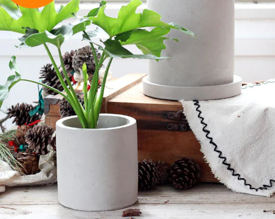 Creative Cement Planter for Succulents