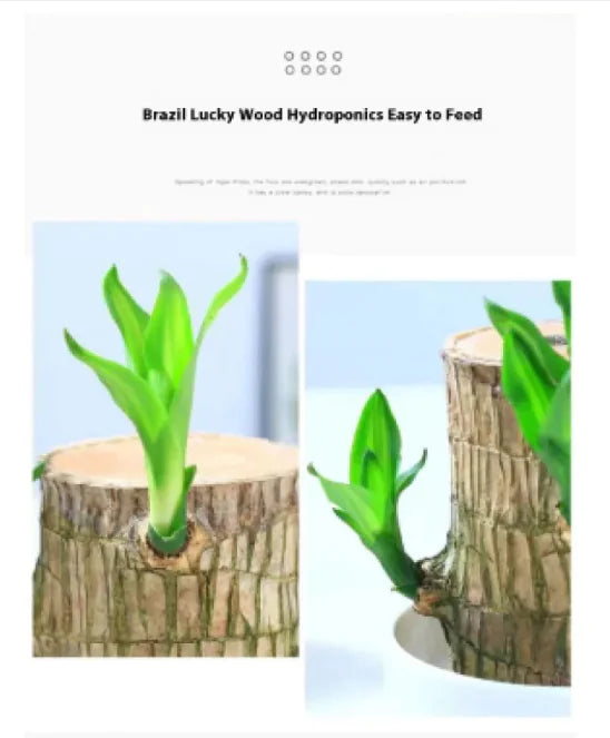 Plant Holder